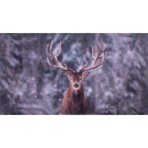 Cerf en photo plexiglass